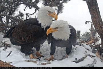 Big Bear Eagles Are Trying To Make A Family Despite Raven Interference