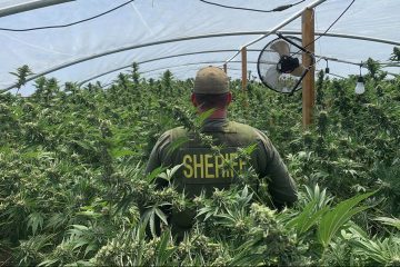 Nearly $63 Million In Illegally Grown Marijuana Seized In The First Month of Operation Hammer Strike