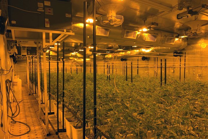 Week Six Of Operation Hammer Strike Seized 23,553 Marijuana Plants