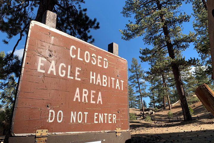 Annual Bald Eagle Closure Now In Effect In Big Bear Area