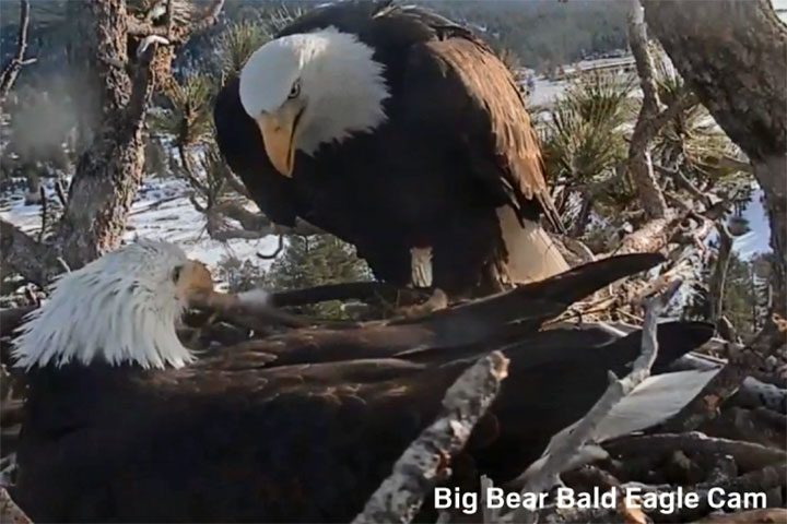 Silverwood Offers Guided Bald Eagle Tours